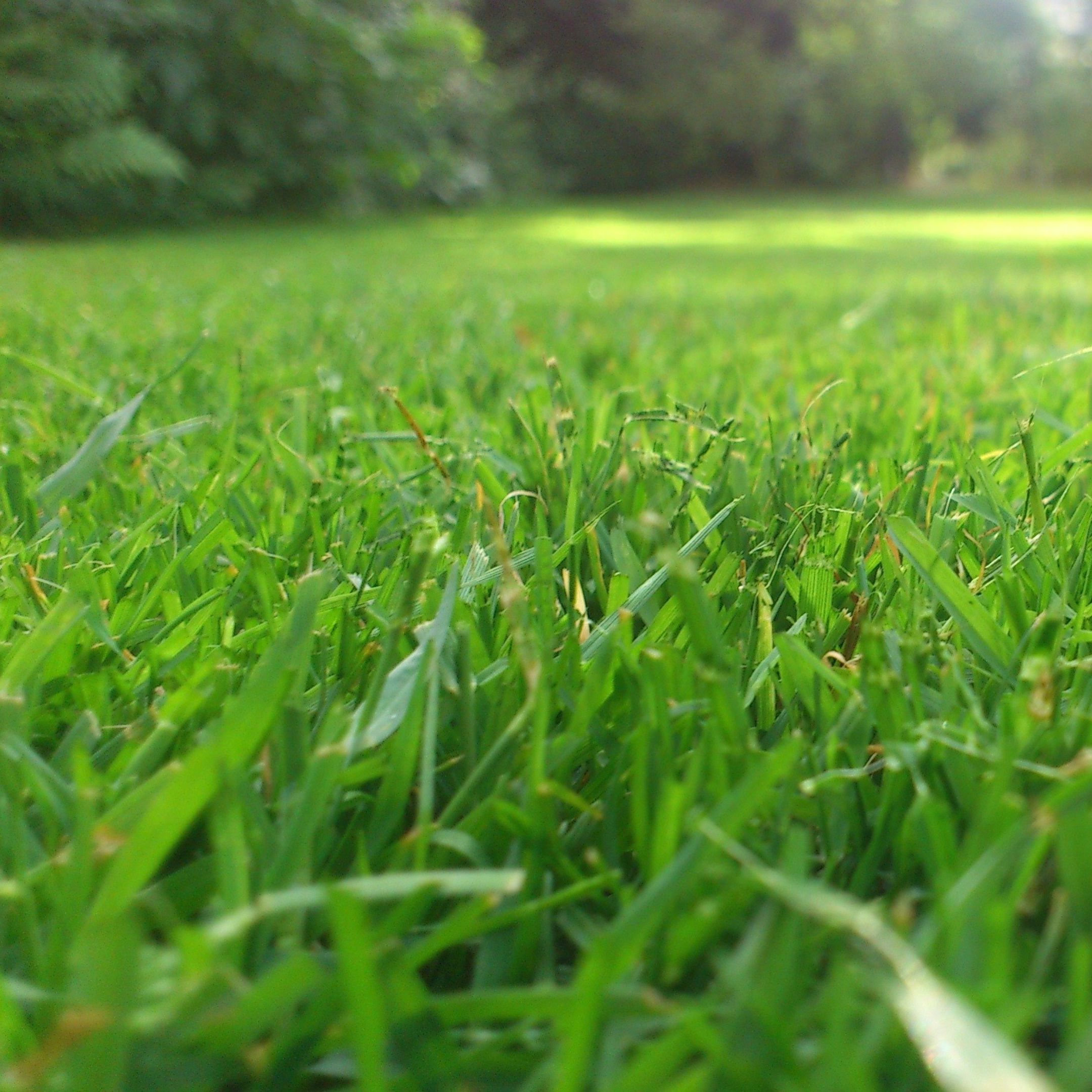 green grass
