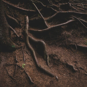 tree roots